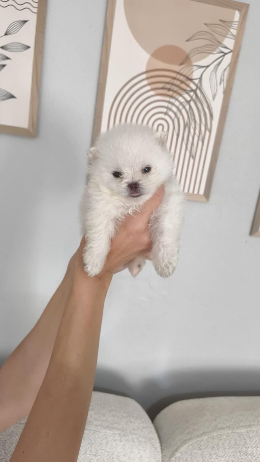POMERANİAN BOO ERKEK VE DİŞİ YAVRULARIMIZ