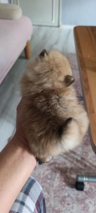 POMERANİAN BOO ERKEK VE DİŞİ YAVRULARIMIZ
