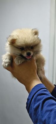 POMERANİAN BOO ERKEK VE DİŞİ YAVRULARIMIZ