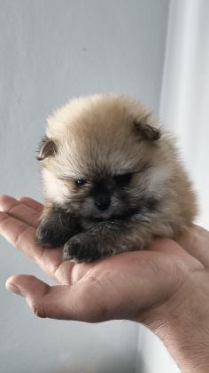 POMERANİAN BOO ERKEK VE DİŞİ YAVRULARIMIZ