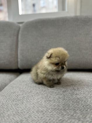 POMERANİAN BOO ERKEK VE DİŞİ YAVRULARIMIZ