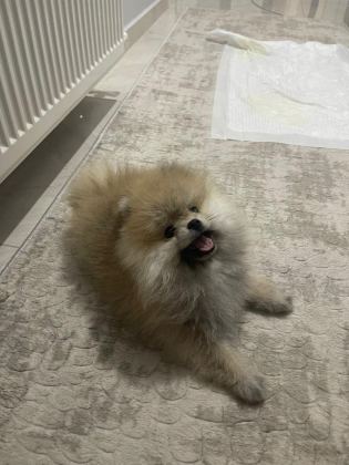 POMERANİAN BOO ERKEK VE DİŞİ YAVRULARIMIZ