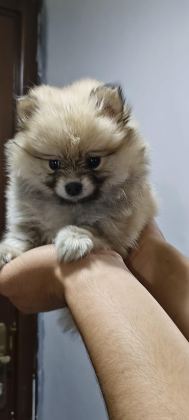 POMERANİAN BOO ERKEK VE DİŞİ YAVRULARIMIZ