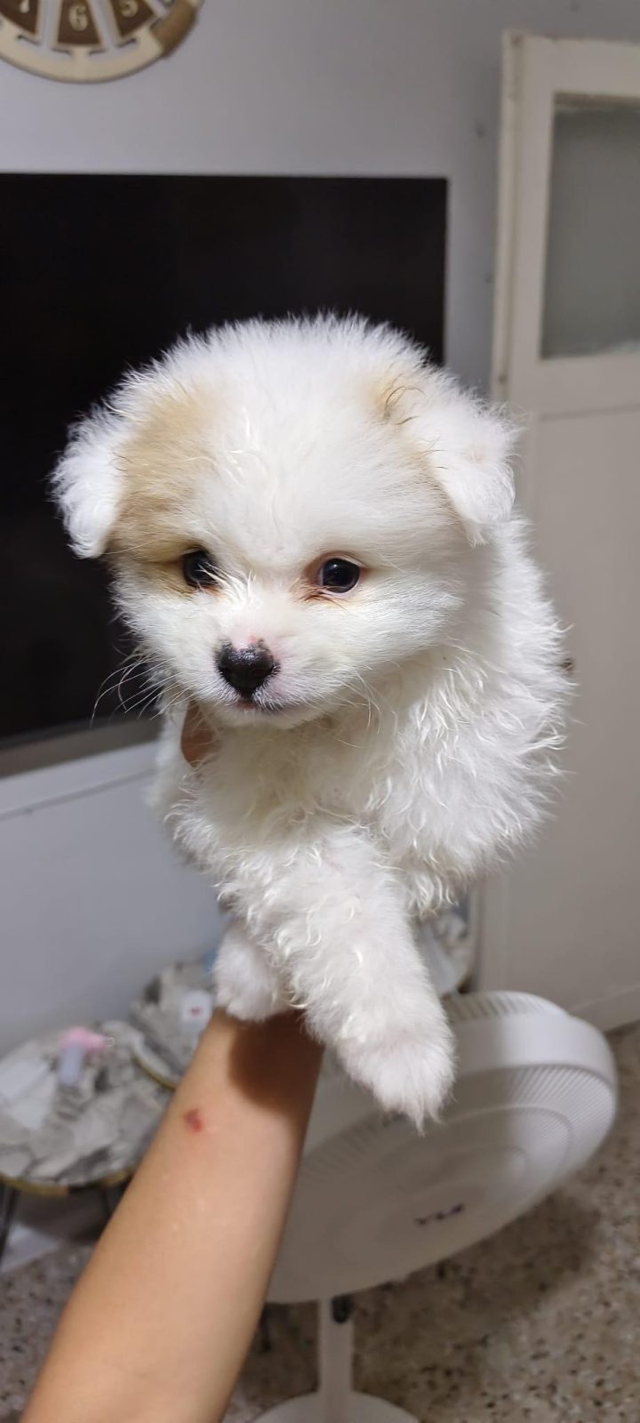 POMERANİAN ERKEK VE DİŞİ YAVRULARIMIZ