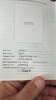 POMERANİAN DİŞİ YAVRU