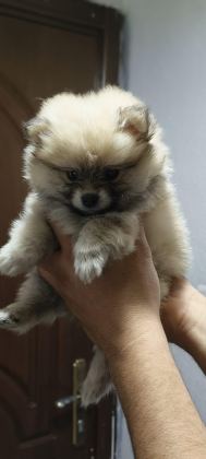 POMERANİAN BOO ERKEK VE DİŞİ YAVRULARIMIZ