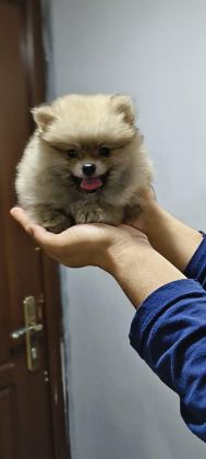POMERANİAN BOO ERKEK VE DİŞİ YAVRULARIMIZ