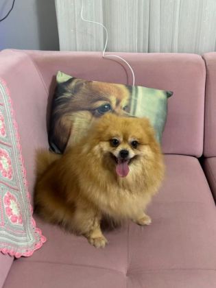 POMERANİAN DİŞİ YAVRU