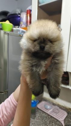 POMERANİAN BOO ERKEK VE DİŞİ YAVRULARIMIZ