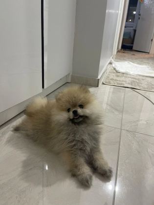 Pomeranian Boo Erkek Ve Dişi Yavrularımız