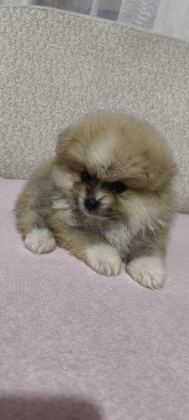 POMERANİAN ERKEK VE DİŞİ YAVRULARIMIZ