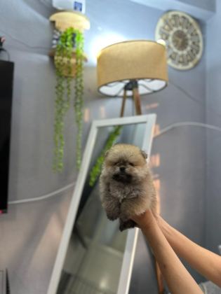 POMERANİAN BOO ERKEK VE DİŞİ YAVRULARIMIZ