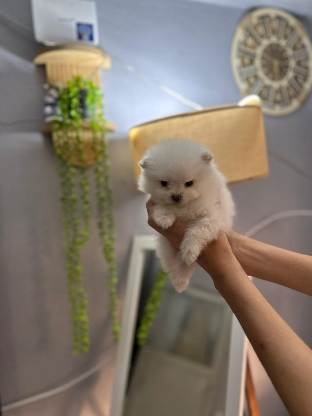 POMERANİAN BOO ERKEK VE DİŞİ YAVRULARIMIZ