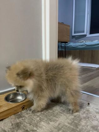 Pomeranian Boo Erkek Ve Dişi Yavrularımız
