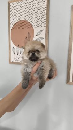POMERANİAN BOO ERKEK VE DİŞİ YAVRULARIMIZ