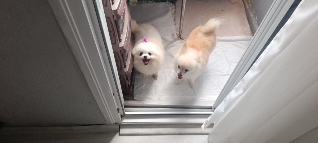 POMERANİAN BOO ÜST KALİTE TEA CUP DİŞİ VE ERKEK