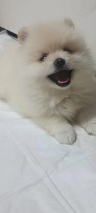 Pomeranian Boo Erkek Ve Dişi Yavrularımız