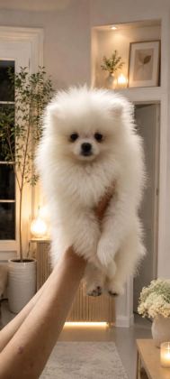 Pomeranian Boo Erkek Ve Dişi Yavrularımız