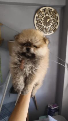 POMERANİAN BOO ÜST KALİTE TEA CUP DİŞİ VE ERKEK
