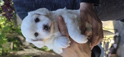 SEVİMLİ BEBİŞ KÖPEKLER