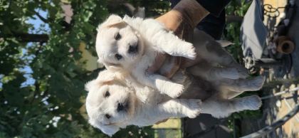 SEVİMLİ BEBİŞ KÖPEKLER