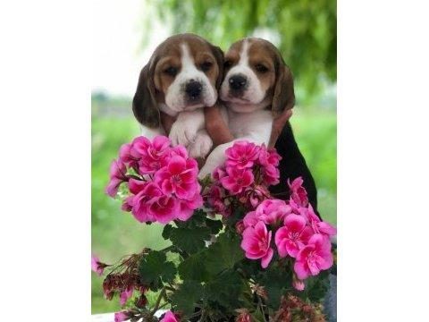 BEAGLE BEBEK KÖPEKLERİMİZ