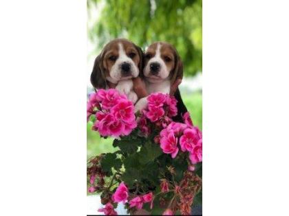BEAGLE BEBEK KÖPEKLERİMİZ