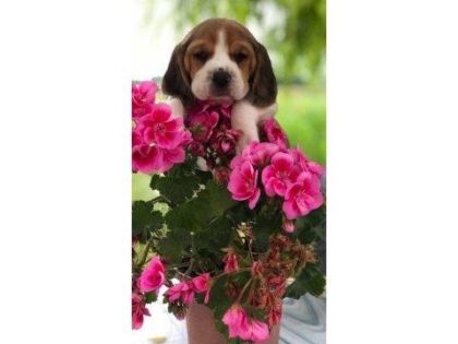 BEAGLE BEBEK KÖPEKLERİMİZ