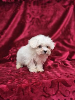 ORİJİNAL MALTESE TERRİER YAVRULAR