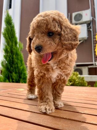 TOY POODLE YAVRULAR