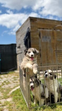 BLUE MERLE BORDER COLLİE YAVRULAR