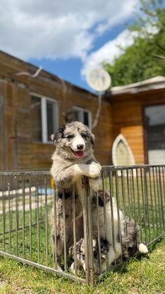 BLUE MERLE BORDER COLLİE YAVRULAR