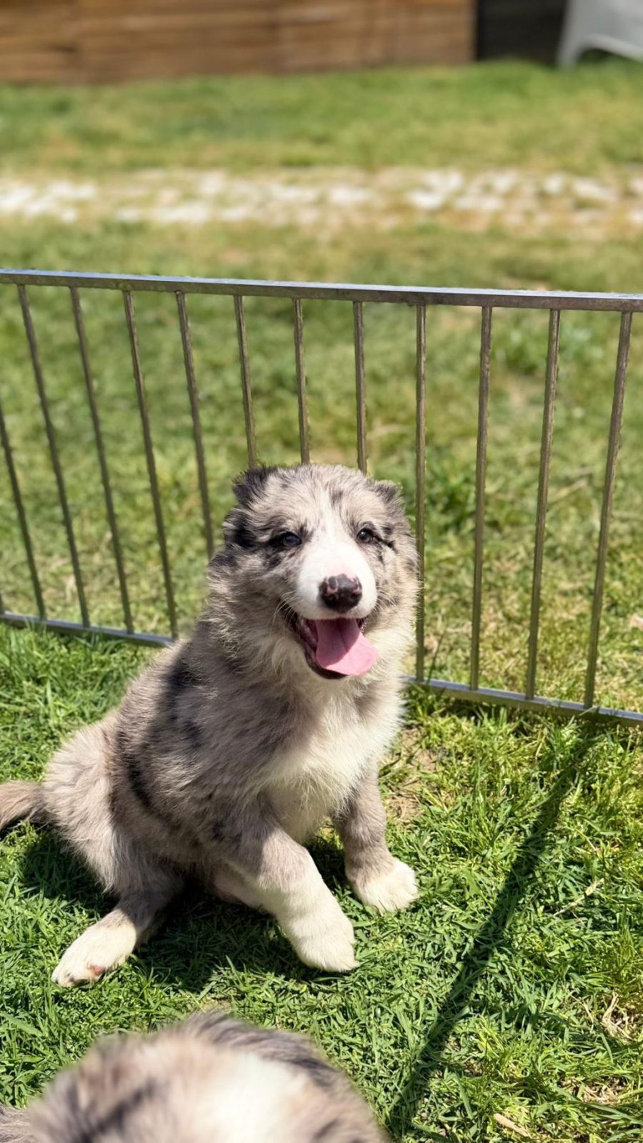 BLUE MERLE BORDER COLLİE YAVRULAR