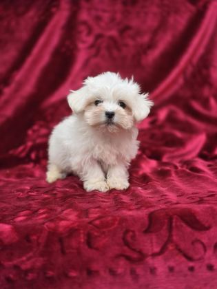 ORİJİNAL MALTESE TERRİER YAVRULAR