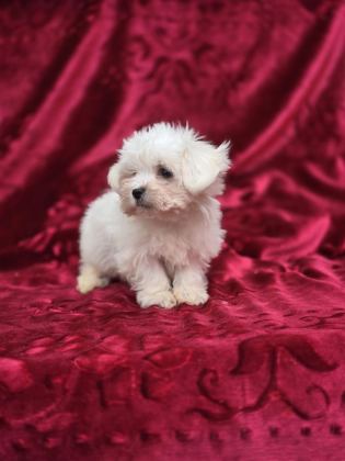 ORİJİNAL MALTESE TERRİER YAVRULAR