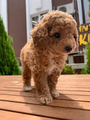 TOY POODLE YAVRULAR