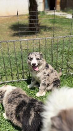 BLUE MERLE BORDER COLLİE YAVRULAR