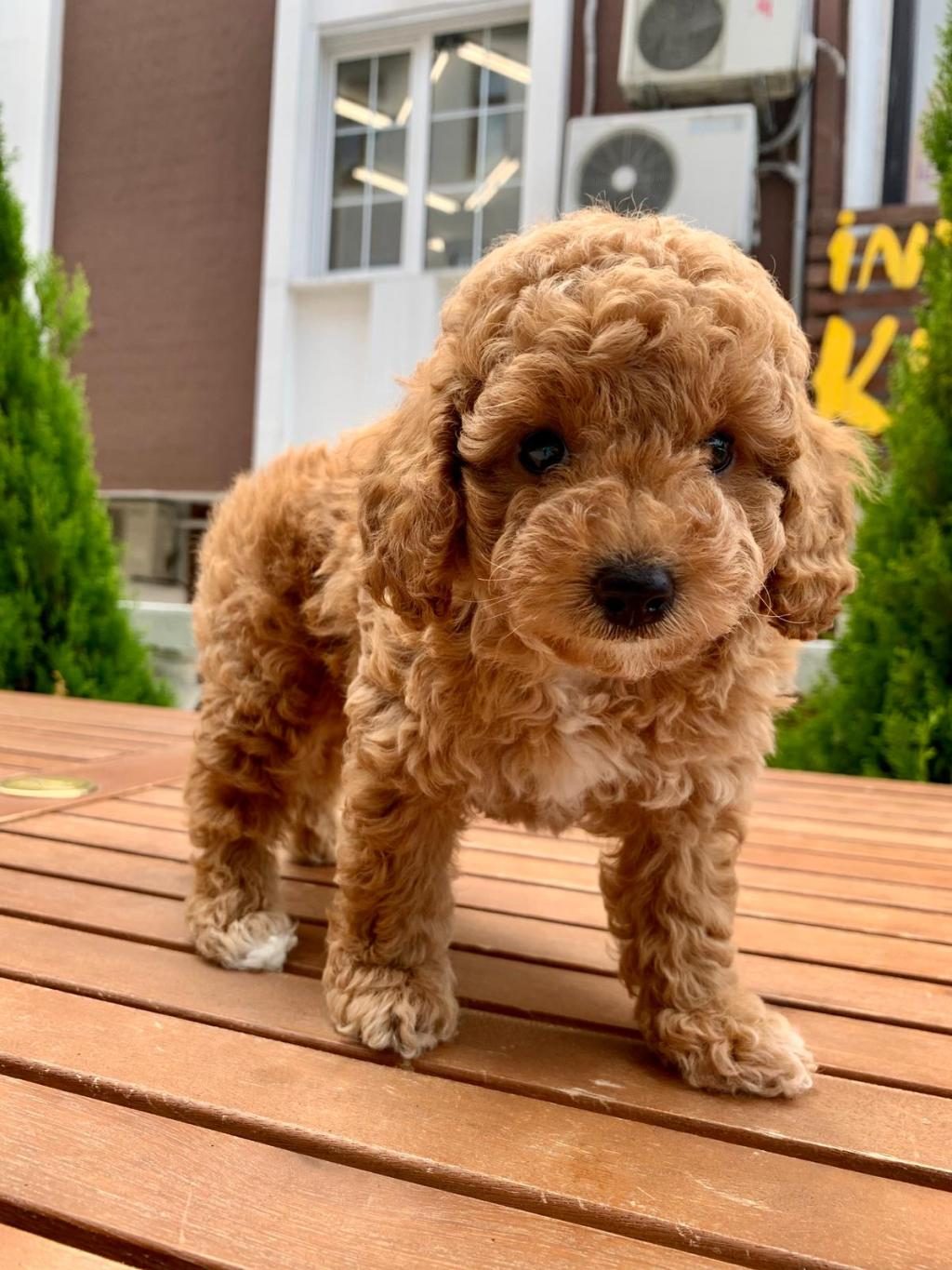 TOY POODLE YAVRULAR