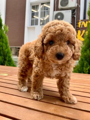 TOY POODLE YAVRULAR