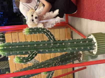 TEACUP KORE MALTESE BEBEKLERİM
