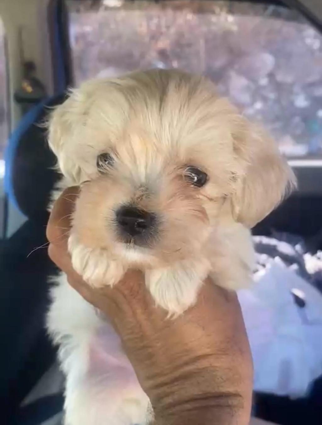 MALTİPOO KALİTE YAVRULAR IRK SAĞLIK GARANTİLİ