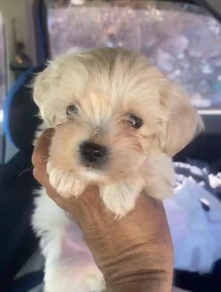 MALTİPOO KALİTE YAVRULAR IRK SAĞLIK GARANTİLİ