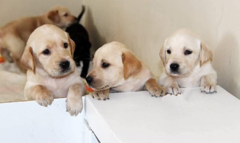 LABRADOR BEBEKLERİMİZ İÇİN ULAŞIN