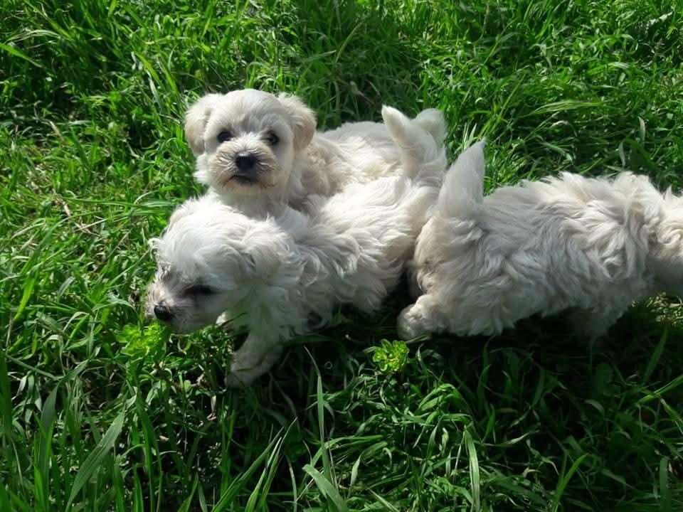 ORJİNAL MALTESE TERRİER BEBEKLER
