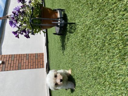 DİŞİ YAVRU KÖPEKLER