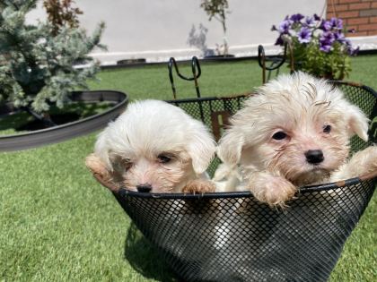 DİŞİ YAVRU KÖPEKLER