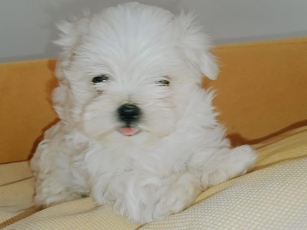 MALTESE KIZIM