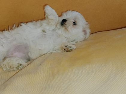 MALTESE KIZIM