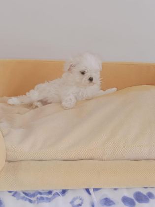 MALTESE KIZIM