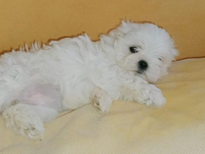 MALTESE KIZIM